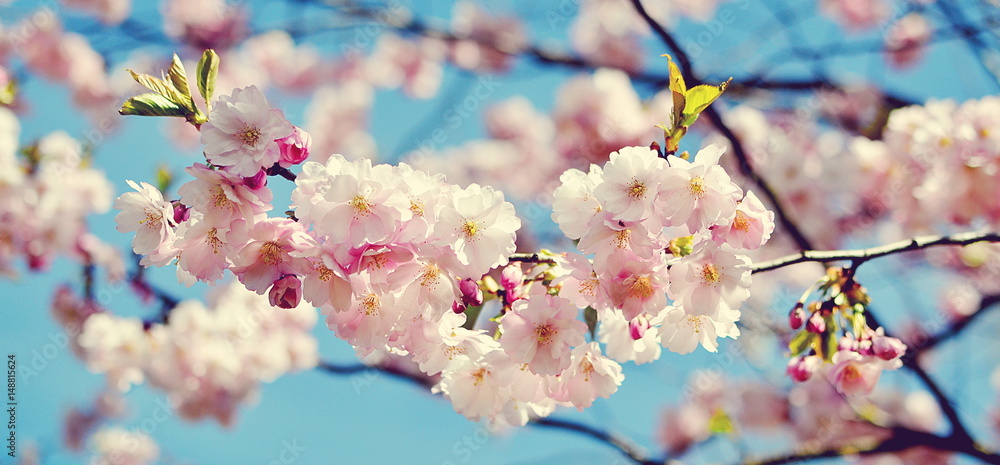 Sakura blossom. Japan cherry under blue sky in sunny day
