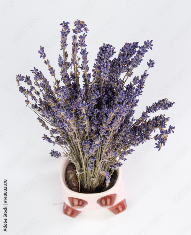 Dried flowers lavender isolated on white background
