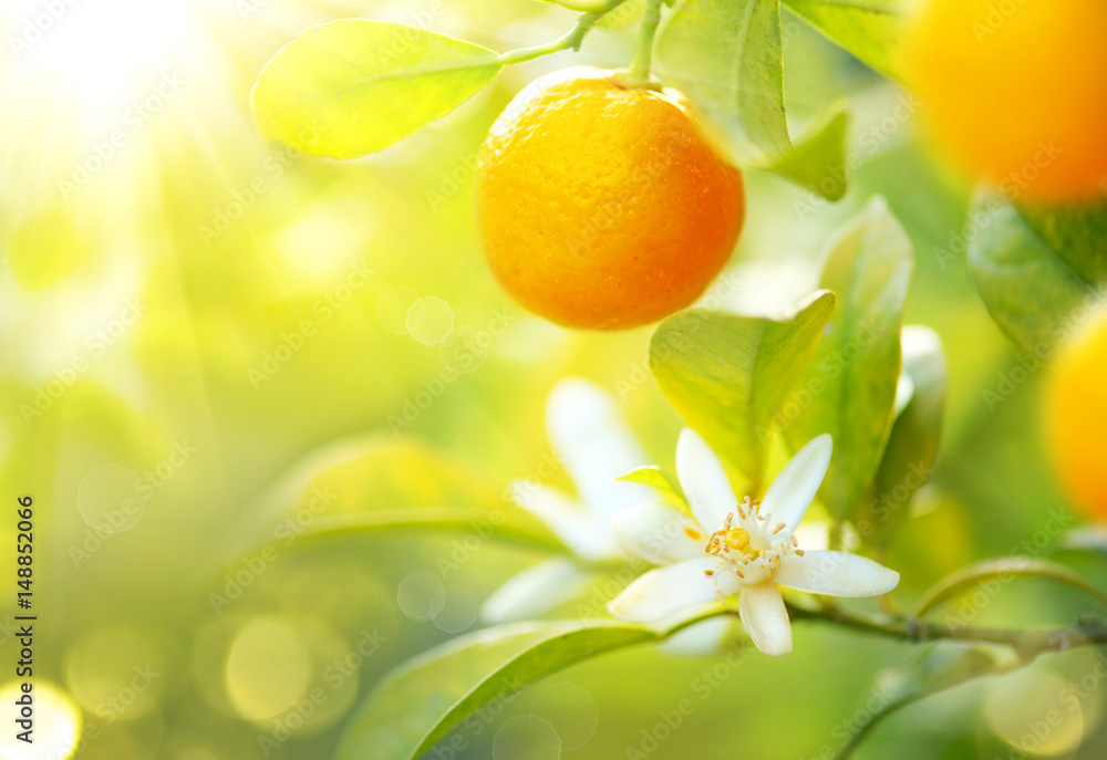成熟的橙子或橘子挂在树上。阳光充足的果园里生长着健康多汁的有机水果
