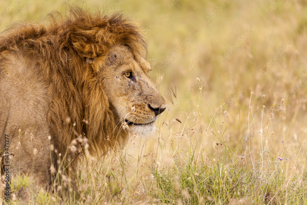 A male lion, with mane, is moving through the grass.  