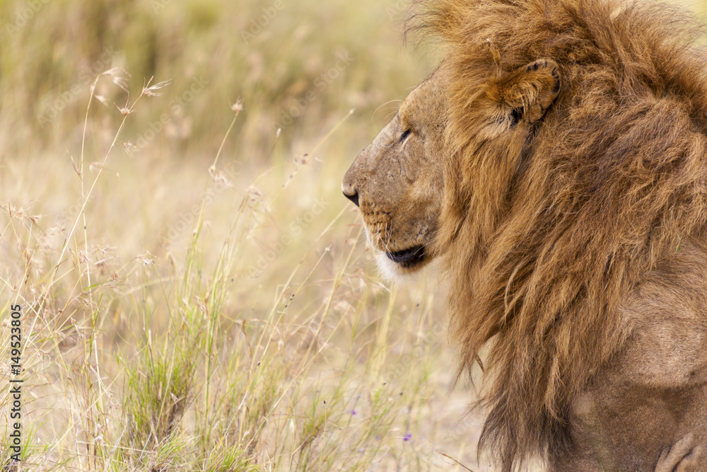 A male lion, with mane, is moving through the grass.  