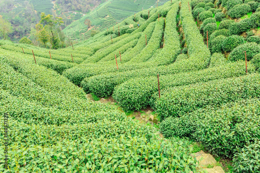 中国绿茶种植园景观