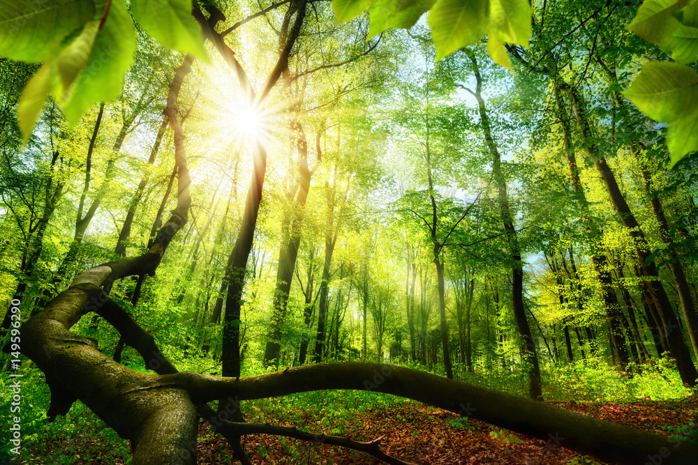 绿色山毛榉森林，阳光明媚，前景树叶和一棵倒下的树构成了框架