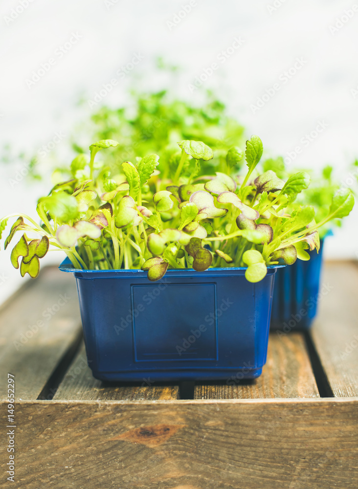 新鲜的春天绿色活萝卜在白色大理石坝上的木箱上的蓝色塑料盆中发芽