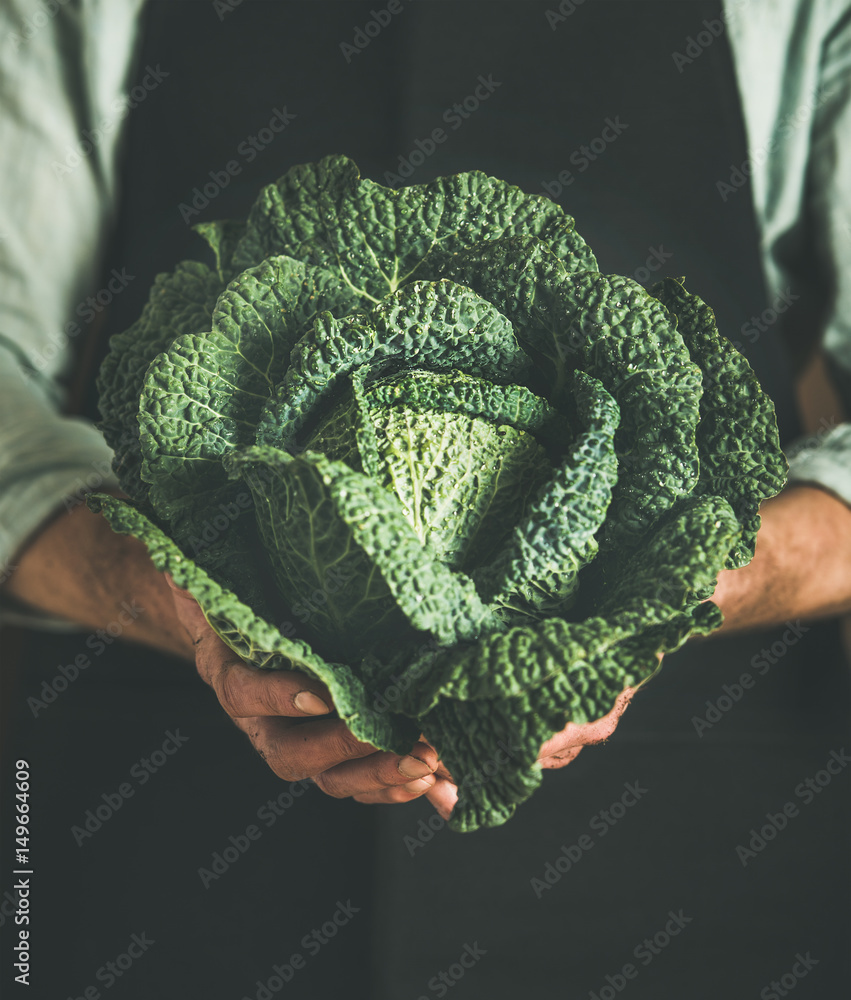 当地农贸市场，一名身穿黑色围裙的男子手里拿着新鲜的绿色卷心菜。园艺