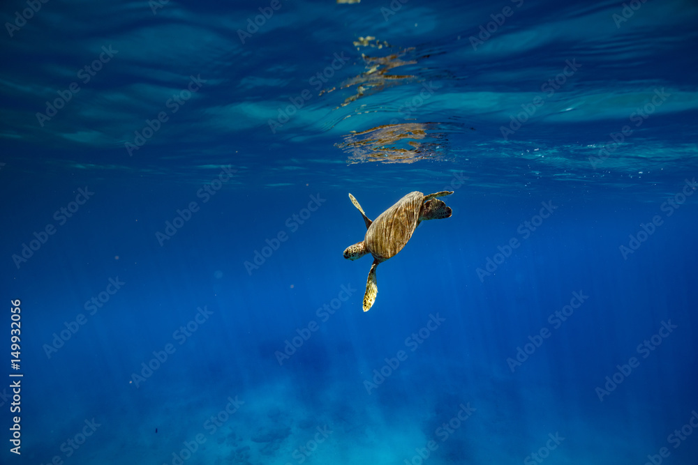 A turtle in blue ocean