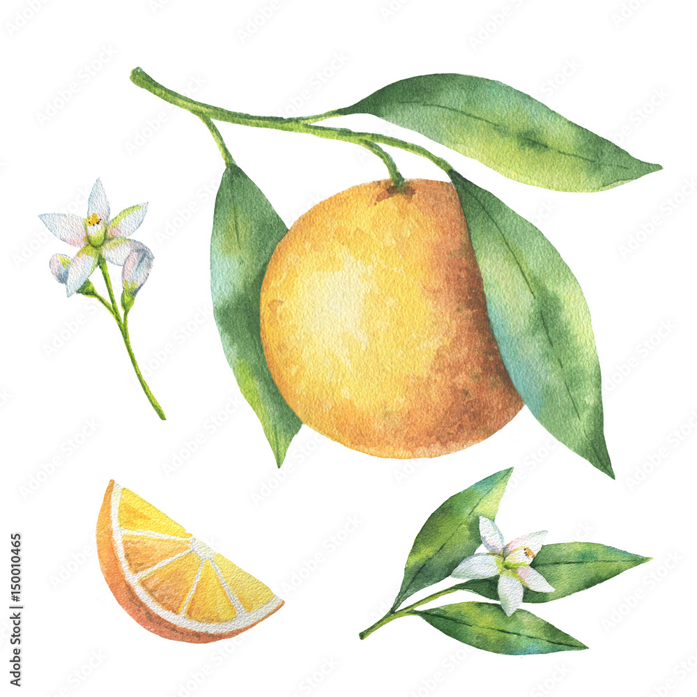 在白色背景上分离的水彩画果实橙色枝条。