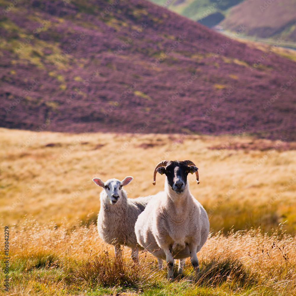 苏格兰绵羊在草地上吃草，山上有盛开的石南花。