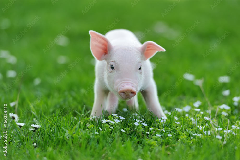 草地上的小猪