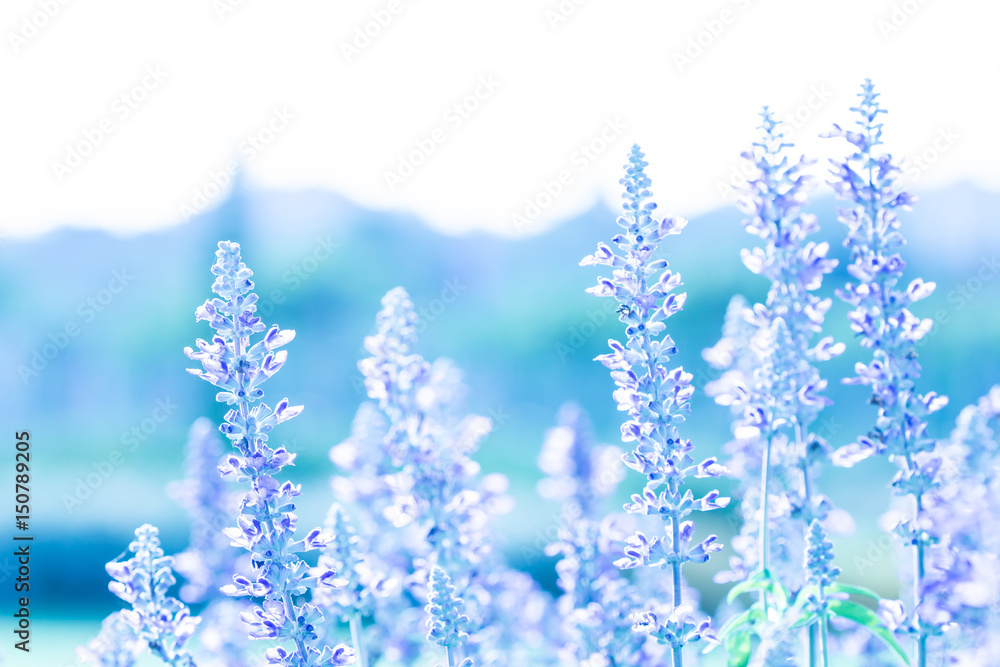 close up beautiful purple blue flower in garden , Sage plant (lat. Salvia Officinalis)