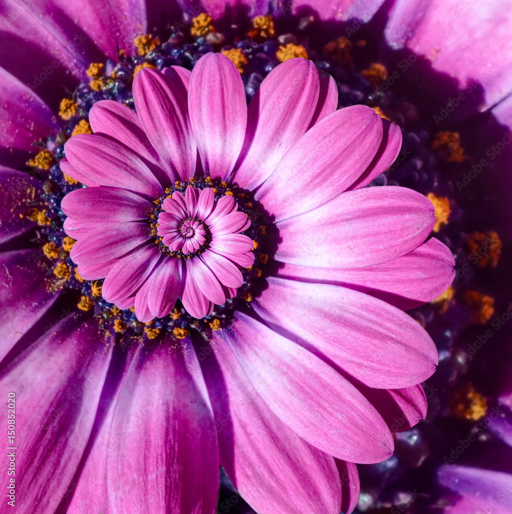 粉红洋红色迷彩菊花螺旋抽象分形效果图案背景。花朵螺旋