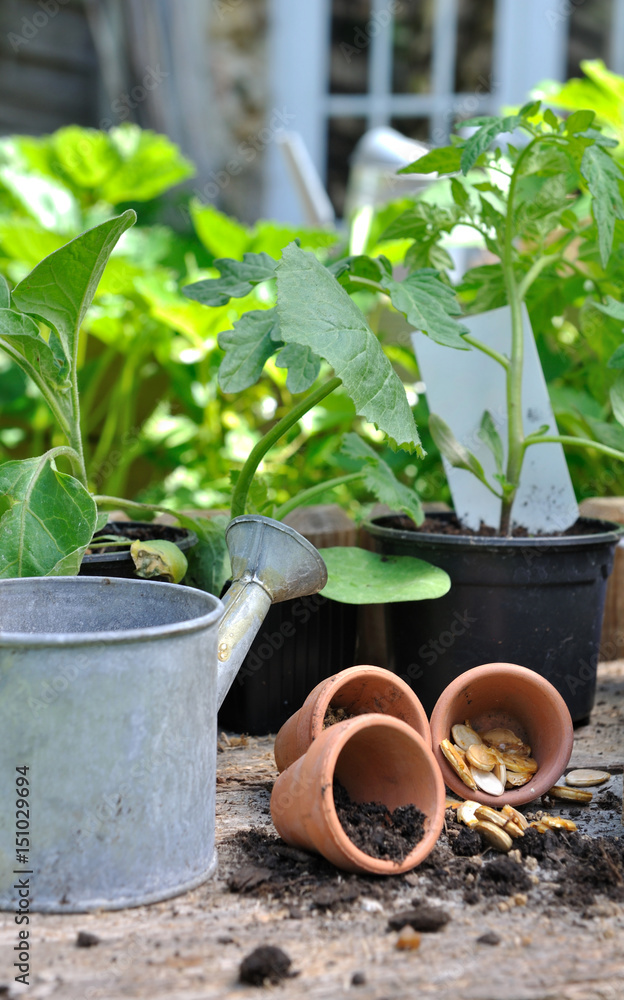 graines et semis de légumes dans pots 