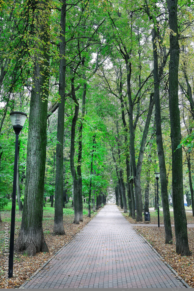 公园里绿树成荫的小巷