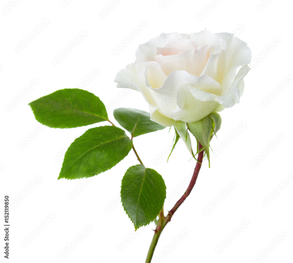 Rose of cream color isolated on white background. Garden rose