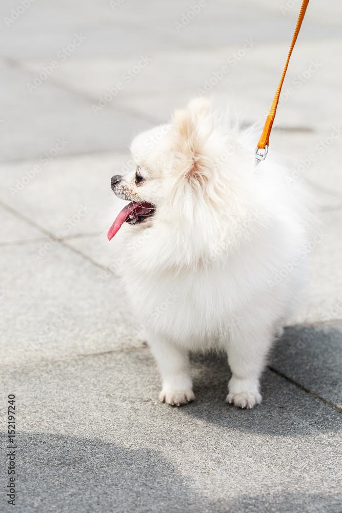 Cute white pomeranian dog in the park