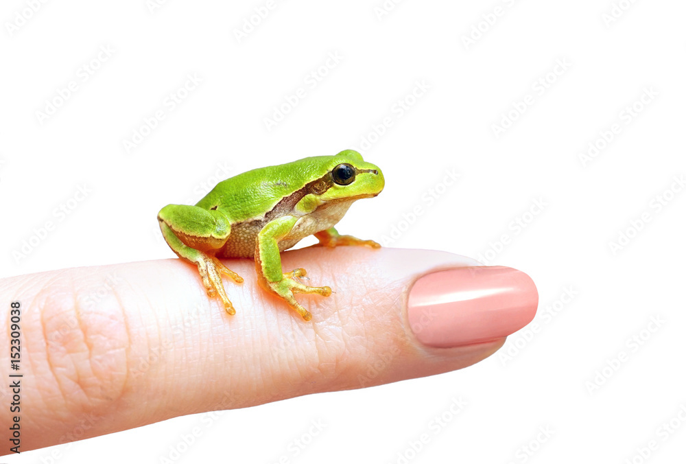 A little pretty  lovely green cute frog sitting on a finger close-up of a macro Isolated on white ba