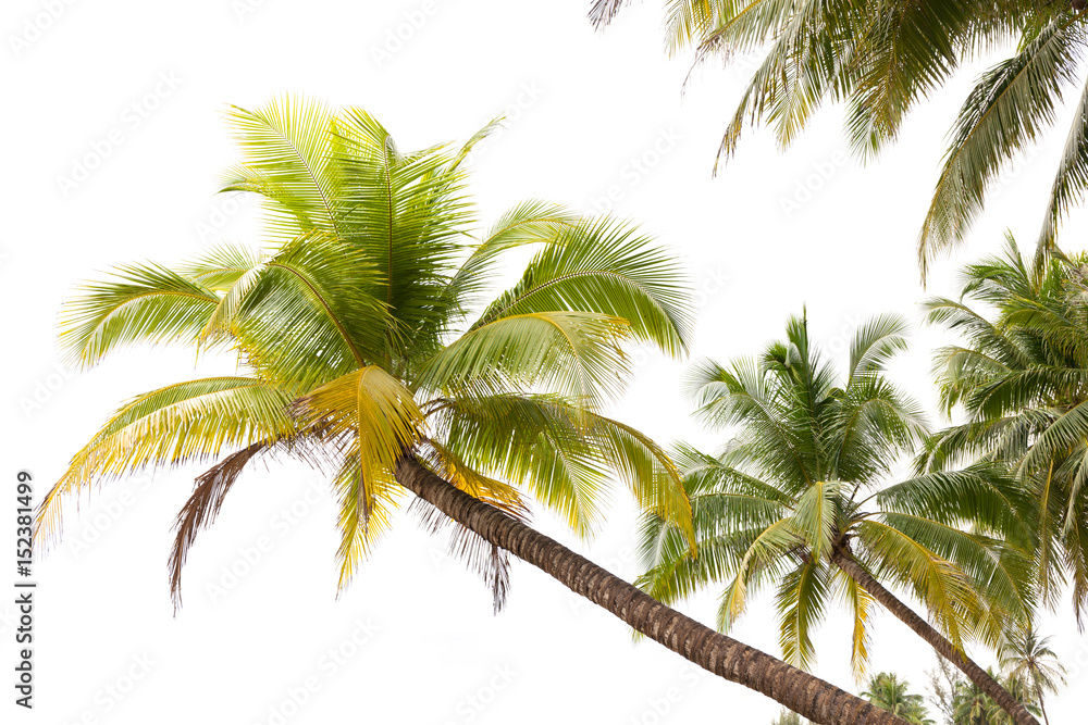 白底椰子树。