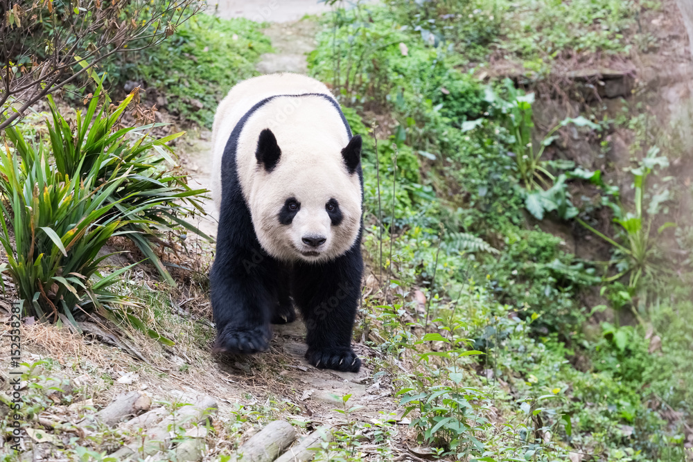 动物园大熊猫特写