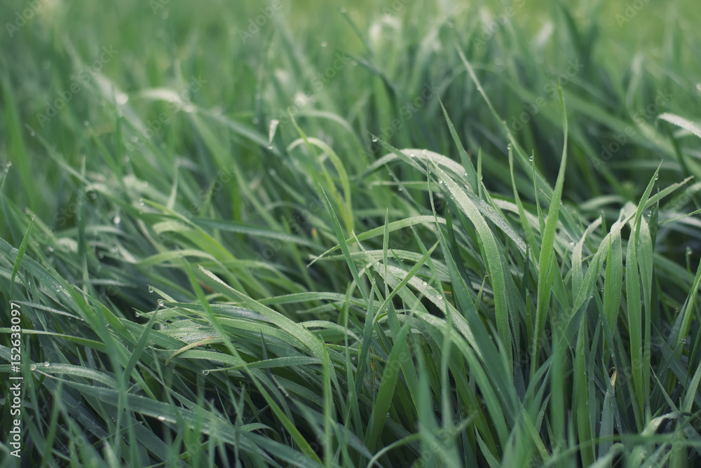 以田野上的草为背景。夏季的农业成分