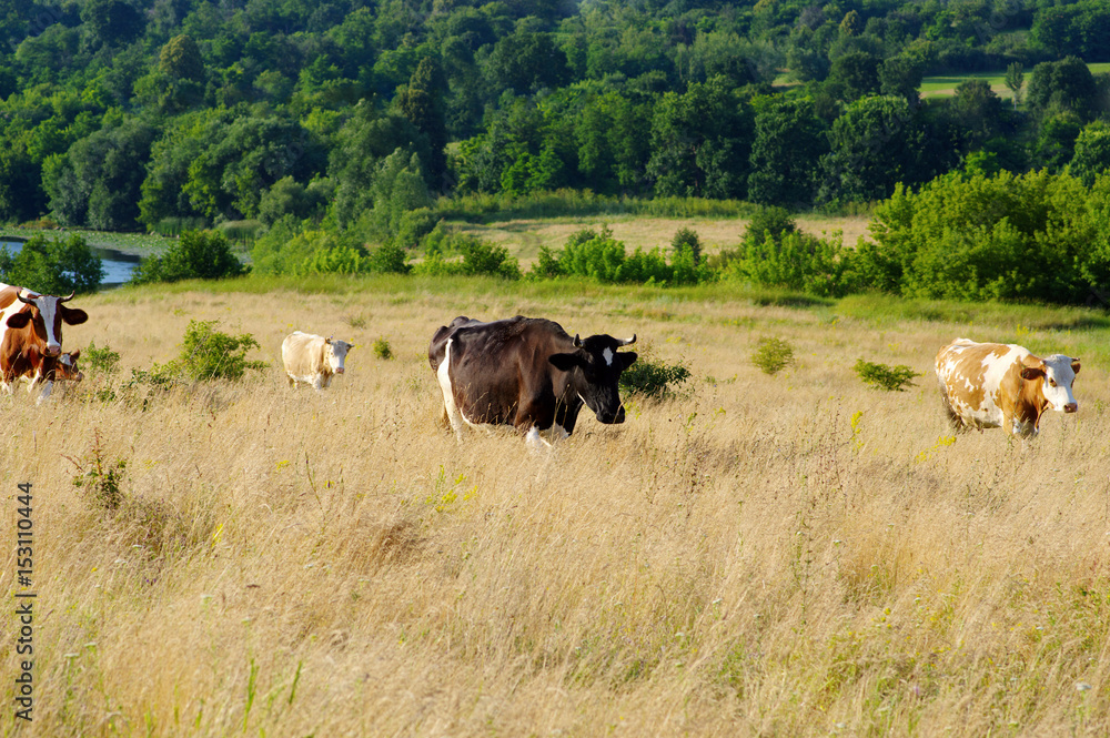 Cows grazing on a field