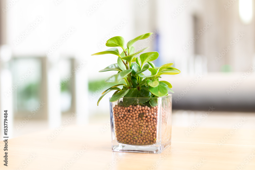 桌上有绿色植物的玻璃壶