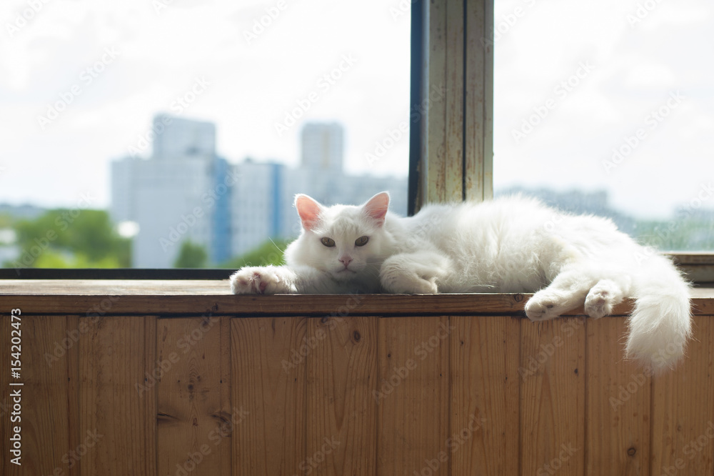 在阳台窗户附近等着的白猫