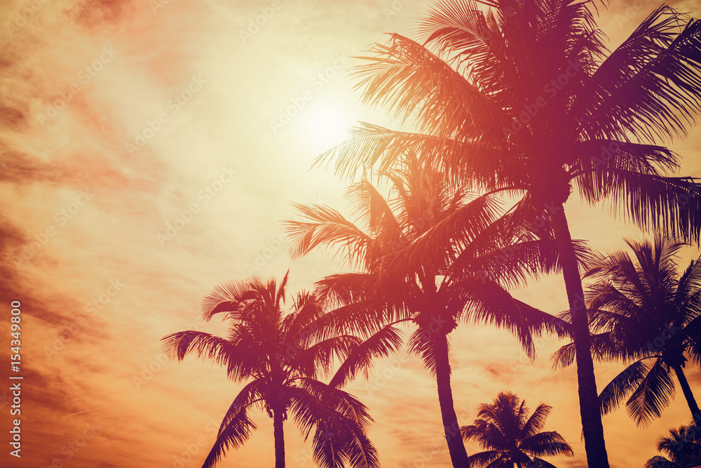 热带景观，棕榈树和晴朗的天空