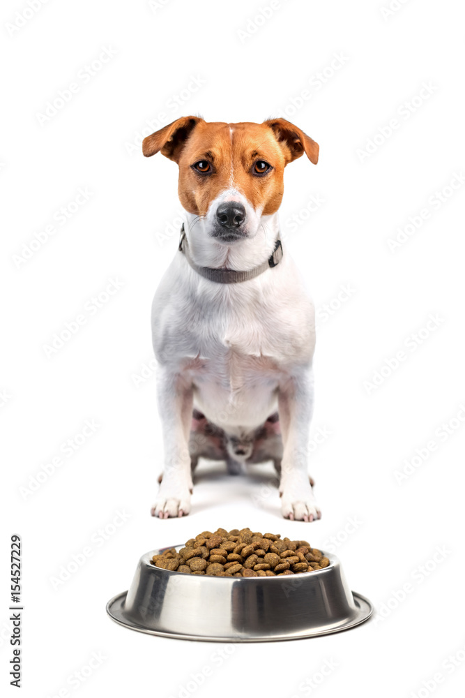 jack russel with food
