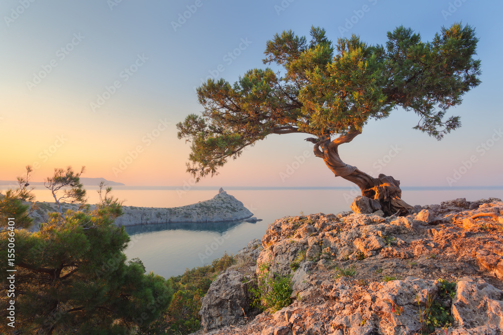 Amazing tree growing out of the rock at sunrise. Colorful landscape with old tree with green leaves,