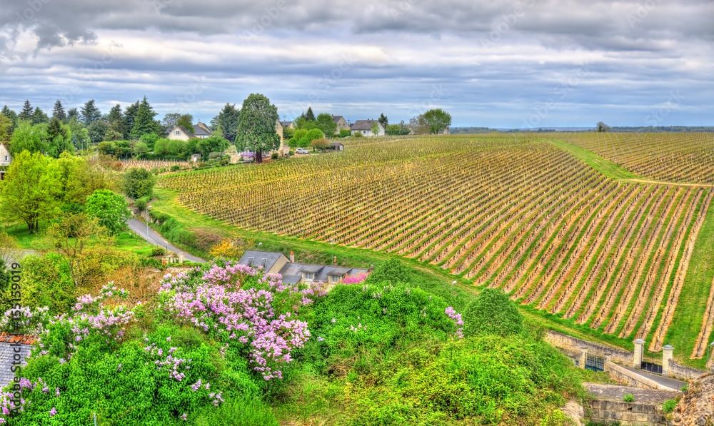 Vineyard in Chinon - Loire Valley, France
