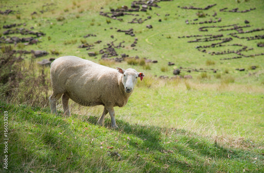 新西兰北岛奥克兰一树山火山区附近农田里的绵羊。