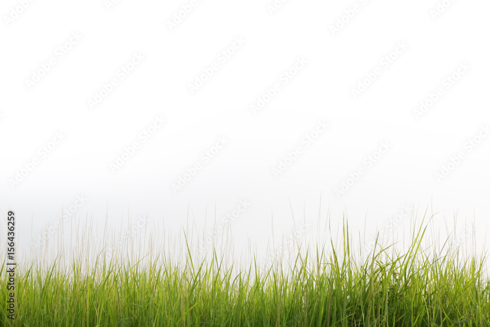 reeds grass isolated on white background