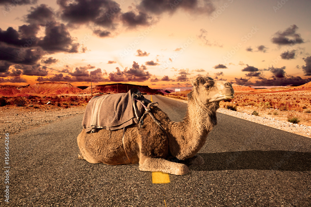 公路旅行和冒险。摩洛哥风景。浪漫之旅。非洲旅行。dromedary和公路。