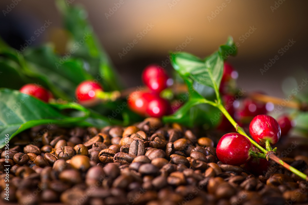 Coffee. Real coffee plant with red beans on roasted coffee beans background 