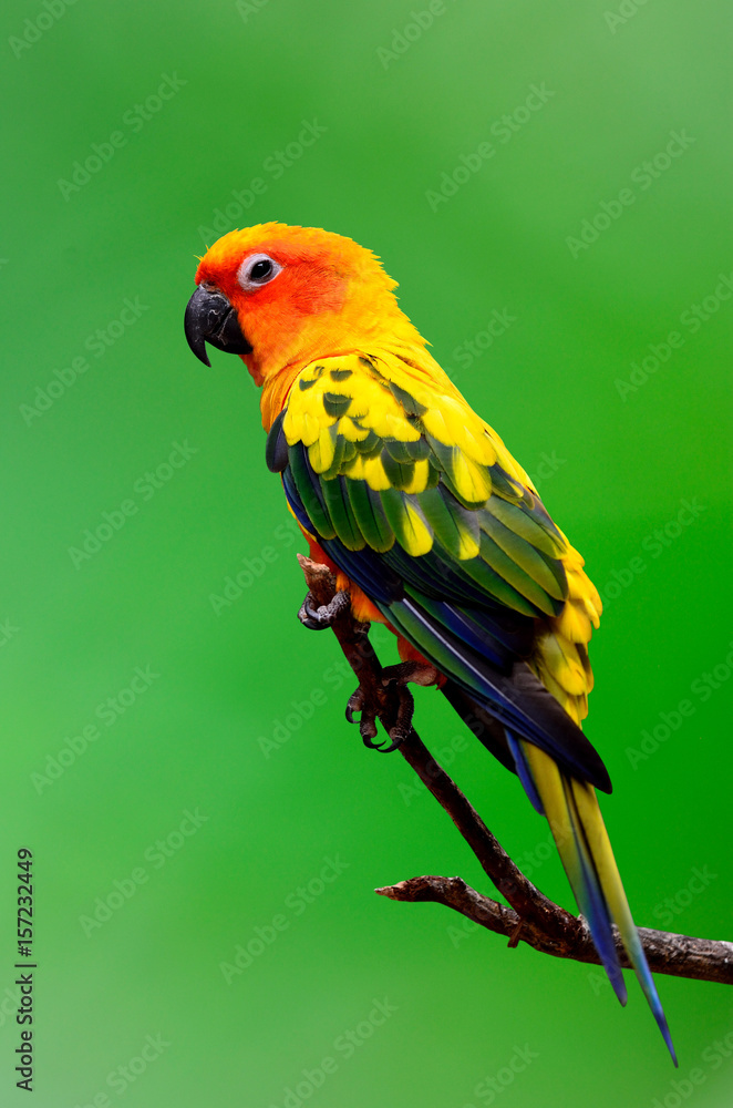 太阳角鹦鹉或长尾小鹦鹉，栖息在树枝上的美丽的黄色和橙色鹦鹉