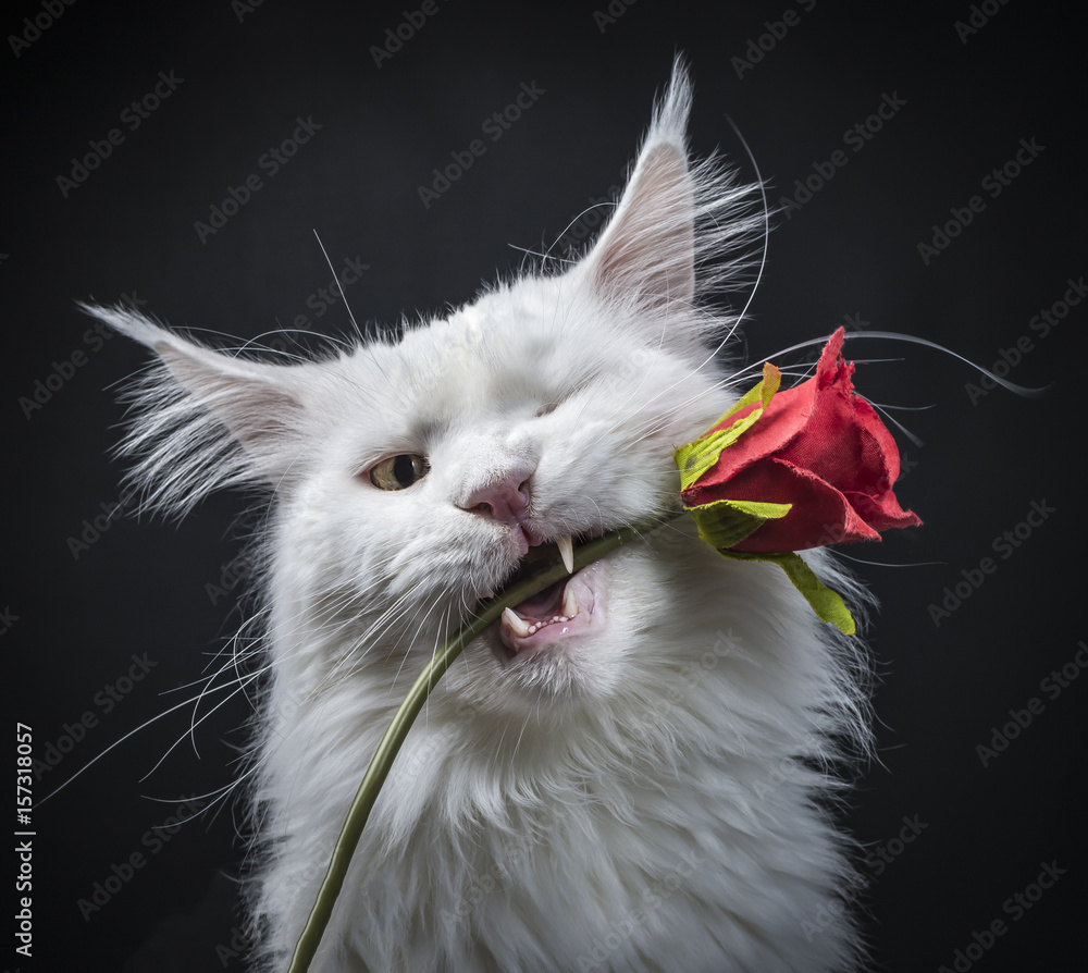 缅因州一只白色库恩猫的头部照片，它的牙齿之间夹着一朵红玫瑰，被隔离在黑色背景上