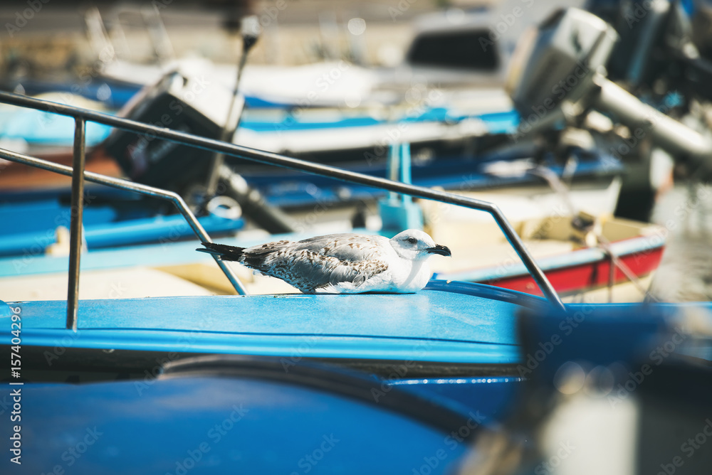 海鸥坐在亚得里亚海沿岸斯洛文尼亚海边皮兰码头的蓝色船上