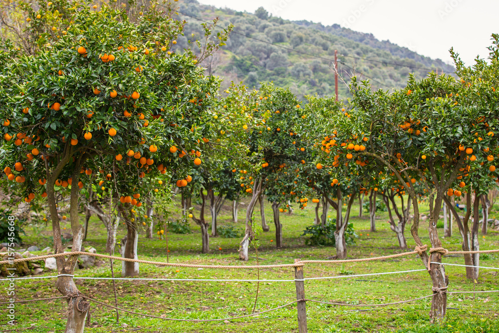 希腊结满果实的橘子树