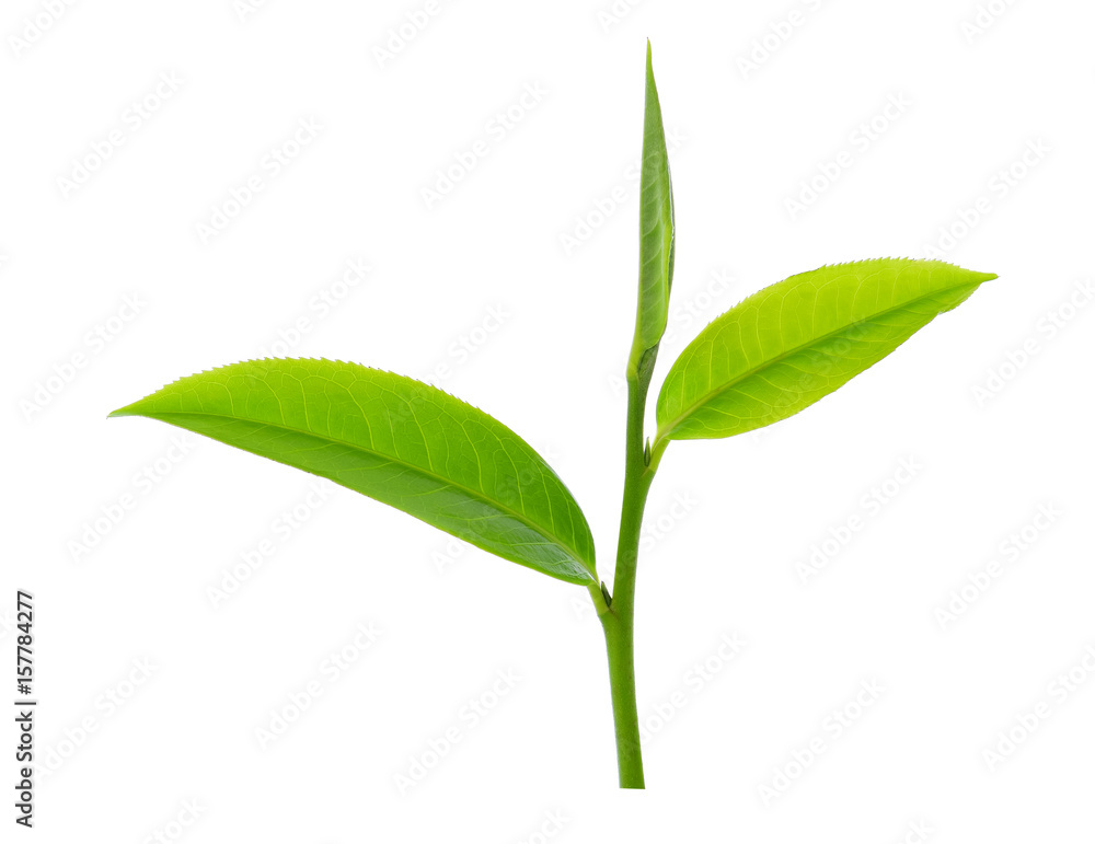 绿茶叶离体白