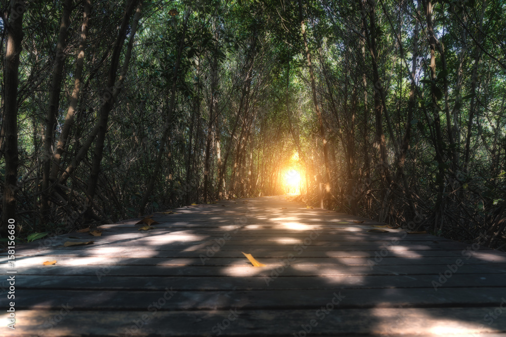 Path in Mangrove forest with sunlight at tree tunnel in Thailand.
