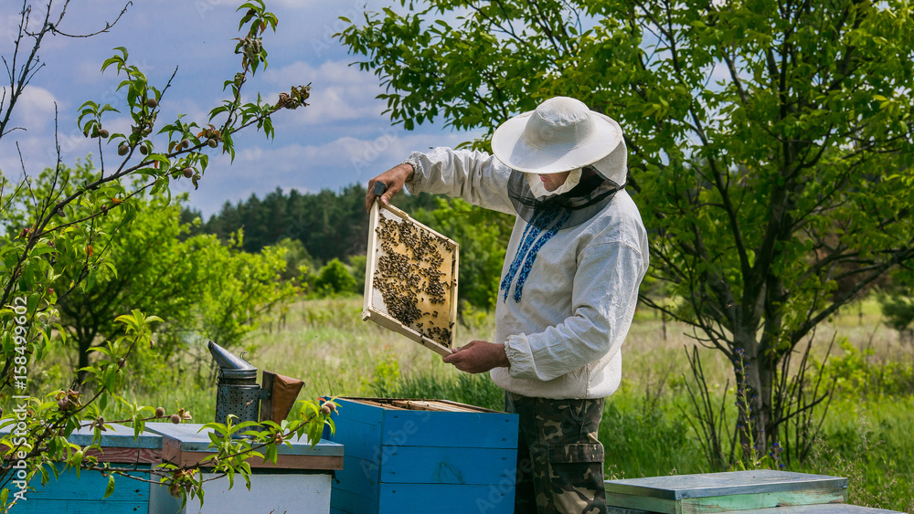 养蜂人正在养蜂场处理蜜蜂和蜂箱。养蜂人在养蜂场。