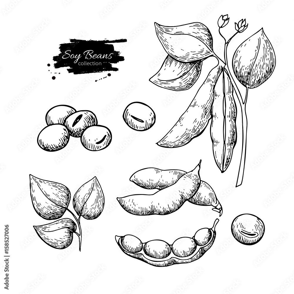 大豆手绘矢量插图。独立蔬菜雕刻风格的对象。