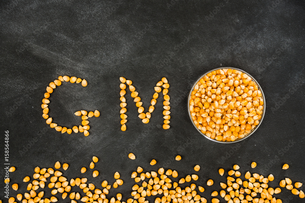 mature corn particles arranged in gmo image
