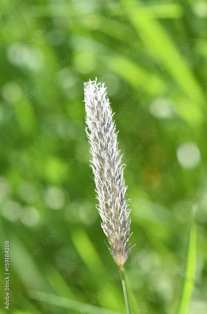 Closeup on flower of  field meadow foxtail grass Alopecurus pratensis
