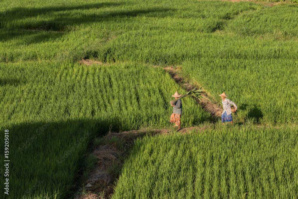 传统的亚洲农民从农田里收割的稻田里回来。