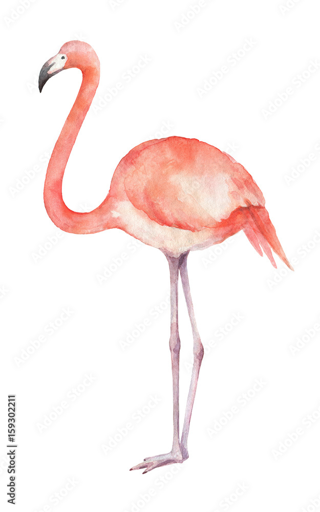 Watercolor of pink flamingos isolated on a white background.