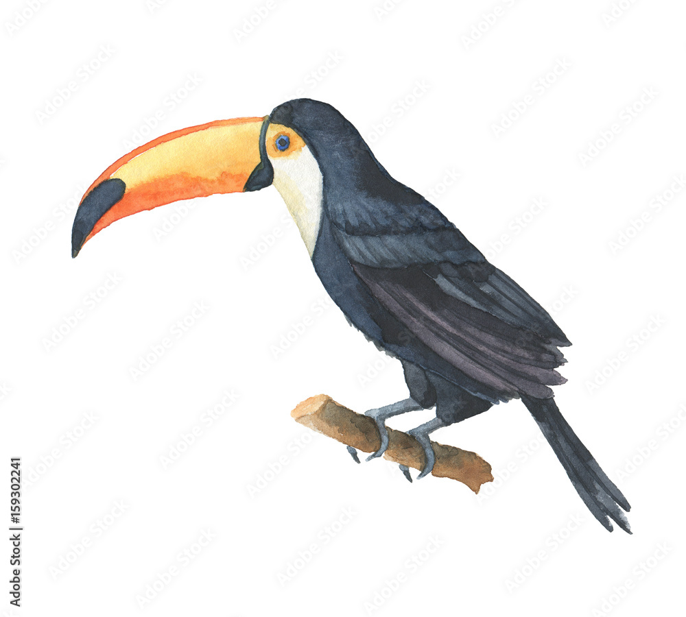 Watercolor of toucan isolated on a white background.