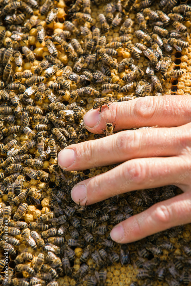 养蜂人的手在养蜂场上处理蜜蜂和蜂巢。蜜蜂在蜂窝上。a b的框架