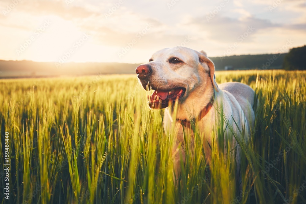 Labrador retriever walking in cornfield at the sunrise. Dog and summer themes. 
