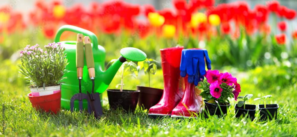 花园土壤中生长的花卉和蔬菜幼苗